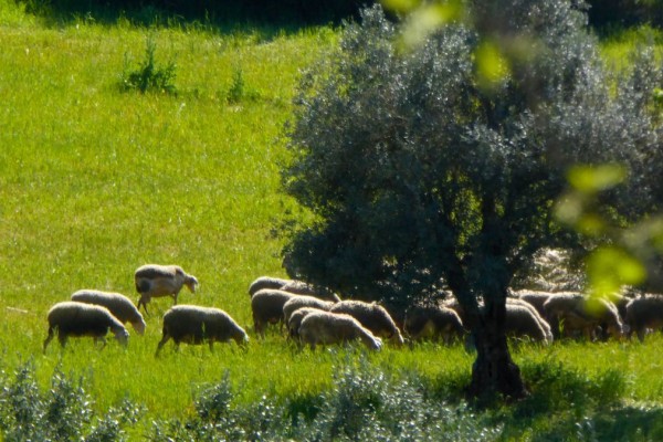 Συναγερμός στη Λέσβο: Εντοπίστηκε κρούσμα ευλογιάς των προβάτων