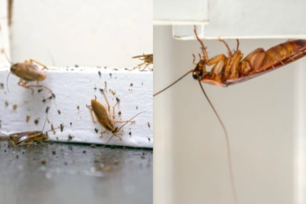 Σωτήρια πρόληψη για τις κατσαρίδες: 3 βασικές συμβουλές για να τις προλάβετε πριν εμφανιστούν