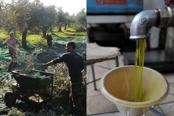 «Παροξυσμός» από λαδέμπορες: Φυλάνε το ελαιόλαδο σαν... τα μάτια τους! Μεταμεσονύκτιες περιπολίες και σεκιούριτι στα ελαιοτριβεία