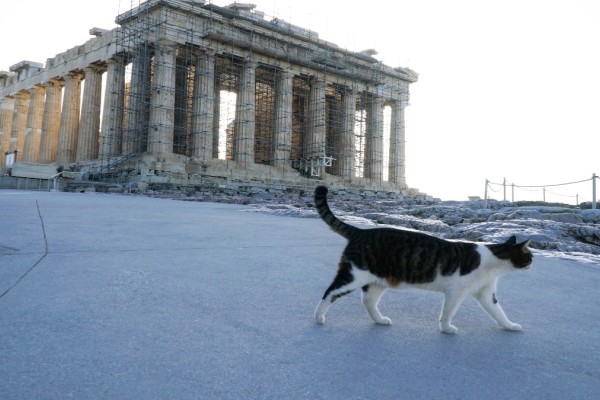 Η Φωτογραφία της Ημέρας: Μόνιμη κάτοικος... Παρθενώνα!