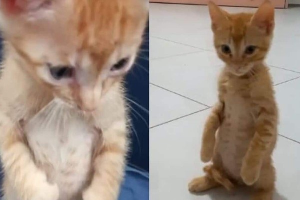 Αξιολάτρευτο γατάκι στέκεται όρθιο σαν άνθρωπος και κάνει το γύρο του διαδικτύου