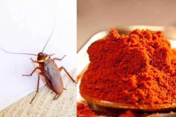 «Πνέουν τα λοίσθια» οι κατσαρίδες: Με μια μόλις κουταλιά θα τις εξαφανίσεις για μήνες από το σπίτι