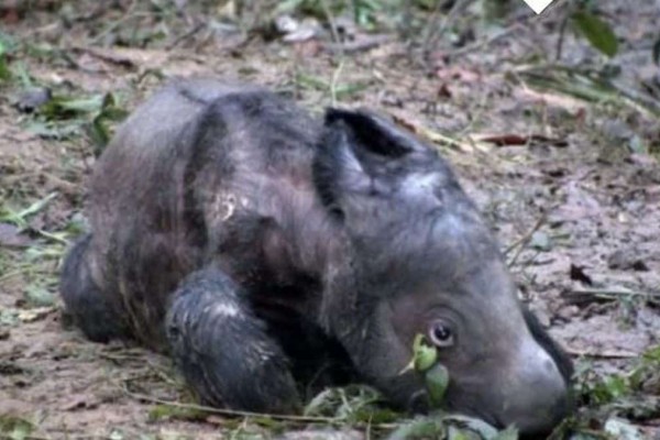 Γεννήθηκε σπάνιος θηλυκός ρινόκερος της Σουμάτρας