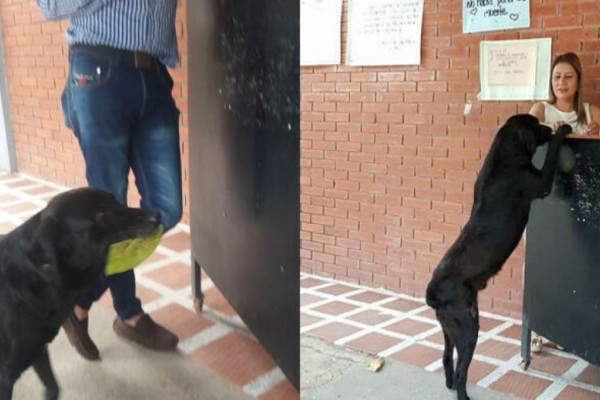 Ψυχούλα μου: Σκύλος είδε φοιτητή να αγοράζει φαγητό με λεφτά και έκανε το ίδιο αλλά με φύλλα δέντρων