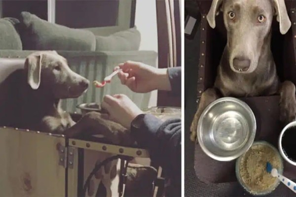 Η δύναμη της ψυχούλας του: Αξιολάτρευτο σκυλάκι τρώει όρθιο σε ειδική καρέκλα λόγω σπάνιας ασθένειας