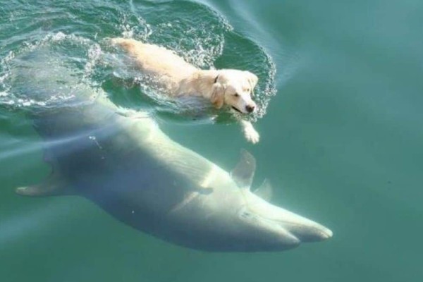 Σκύλος βουτάει καθημερινά στη θάλασσα για να κολυμπήσει με ένα δελφίνι