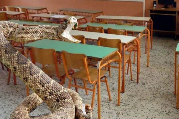 Συναγερμός σε σχολείο των Τρικάλων: Έκλεισε γιατί γέμισε με φίδια