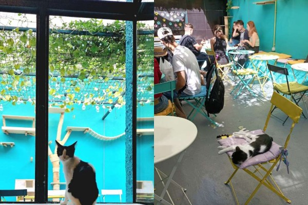 Πίνεις τον καφέ σου παρέα με γάτες - Έχεις ανακαλύψει το νέο Cat Café της Αθήνας;