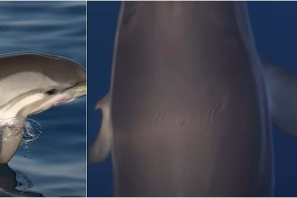 Εντοπίστηκε σπάνιο δελφίνι με «ανθρώπινο» χέρι να κολυμπά στα νερά του Κορινθιακού (video)
