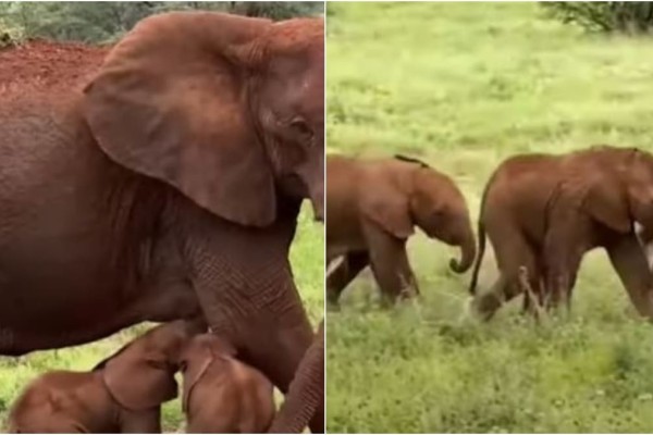 Το θαύμα της φύσης: Γεννήθηκαν δίδυμα ελεφαντάκια - Υπάρχει μία στις εκατό πιθανότητες να συμβεί (video)