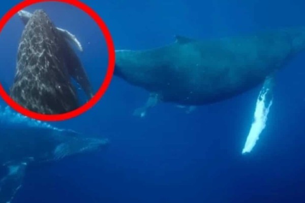 Το θαύμα της φύσης: Η στιγμή που κάμερα καταγράφει φάλαινα να γεννάει - «Δεν το έχουμε ξαναδεί ποτέ»
