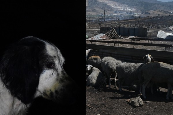 Ανείπωτη κτηνωδία στη Λέσβο: 56χρονος σκότωσε αδέσποτο σκύλο και πέντε πρόβατα