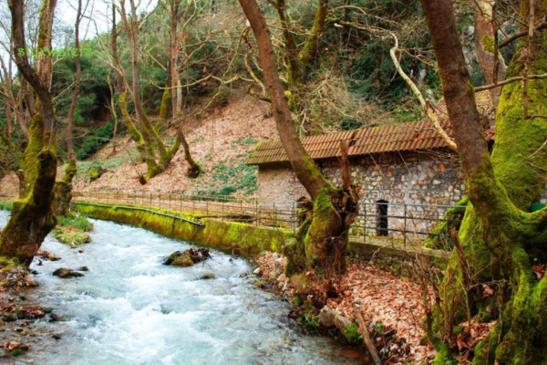 Πλανητέρο: Το χωριό με το πλατανόδασος που μαγεύει όποιον το επισκέπτεται με την ομορφιά του