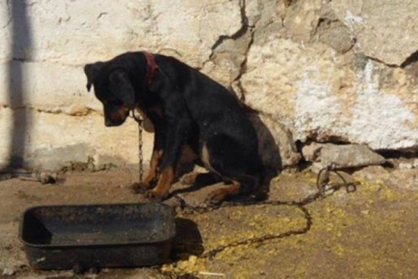 Καλαμάτα: Σύλληψη και πρόστιμο σε 60χρονο που αλυσόδεσε έξι σκυλιά
