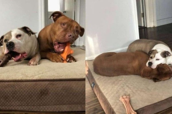 Κρυφή κάμερα καταγράφει τη στιγμή που σκύλος πηγαίνει το κρεβάτι του στο άρρωστο αδερφάκι του!