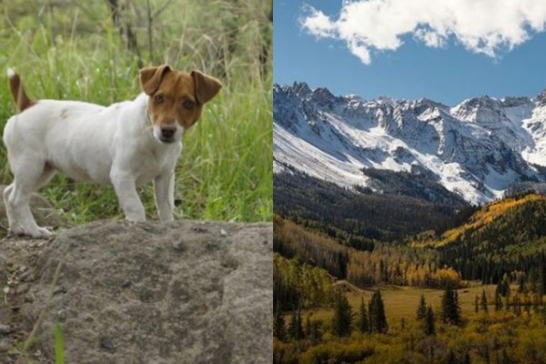 Έμεινε μαζί του μέχρι το τέλος: Σκυλίτσα επιβίωσε για 10 εβδομάδες στα βουνά δίπλα στον νεκρό ιδιοκτήτη της