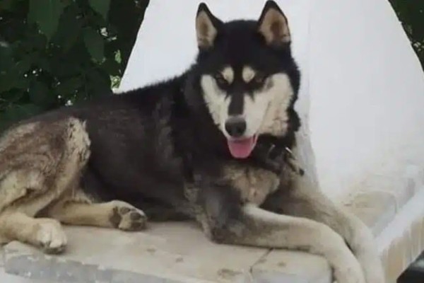 Κτηνωδια στην Αράχωβα: Αυτόπτης μάρτυρας έχει δει τον δράστη αλλά δεν μιλάει επειδή φοβάται - Σε ψυχολόγο ο ιδιοκτήτης του σκύλου