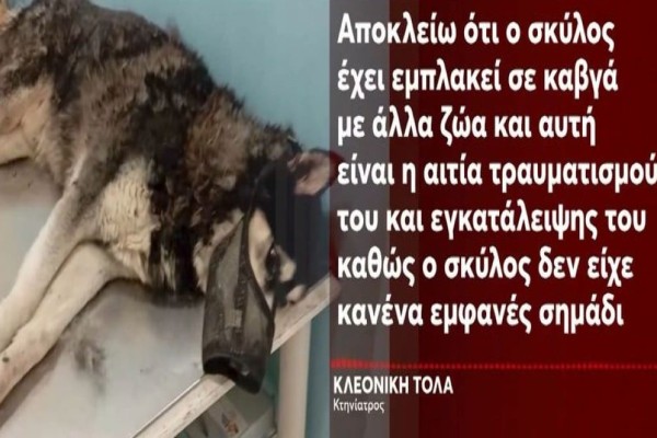 Αράχωβα: «Στην αποθήκη που ήταν ο Όλιβερ βρέθηκαν κρανία και κόκαλα σκύλων, τον σκότωσε άνθρωπος!» - Τι δείχνει το βίντεο που έχει στα χέρια της η αστυνομία