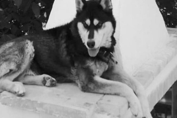 Αράχωβα: Θύμα αγέλης σκύλων ο Όλιβερ - Ολική ανατροπή στην υπόθεση του χάσκι (Video)