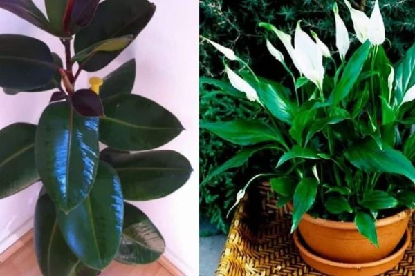 6 φυτά «βόμβες οξυγόνου»: Παράγουν οξυγόνο και καθαρίζουν τις σκόνες και τις τοξίνες του αέρα