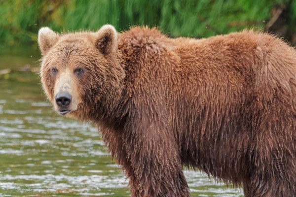 Κτηνωδία στην Καστοριά: Δολοφόνησαν αρκούδα και τα δυο της αρκουδάκια την ώρα που θήλαζαν