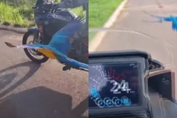Επικός παπαγάλος κάνει... περιπολία μαζί με αστυνομικούς και γίνεται viral παγκοσμίως! (video)