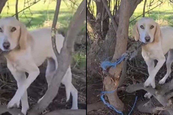 Κτηνωδία στην Ηλεία: Αλυσόδεσαν σκυλίτσα σε δέντρο στο δάσος της Στροφυλιάς – Βρέθηκε σε τραγική κατάσταση