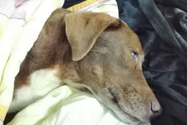 Νέα κτηνωδία: Σκυλίτσα βρέθηκε νεκρή από πυροβολισμό στον Βόλο - Το σώμα της ήταν γεμάτο σκάγια