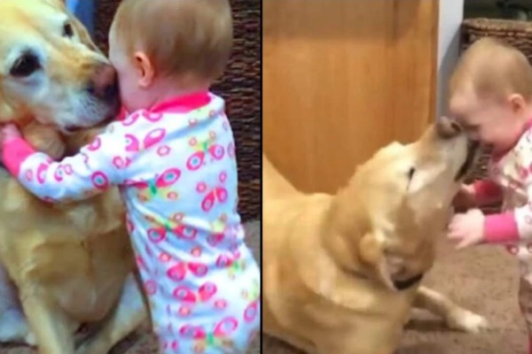 Η πιο ζεστή ψυχούλα: Αξιολάτρευτος σκύλος παρηγορεί το παιδάκι που κλαίει δίνοντάς του μια αγκαλιά