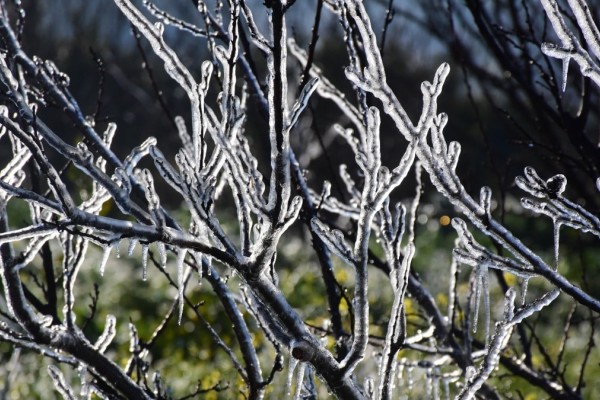 Η φωτογραφία της Ημέρας: Παγετός «έντυσε» τα δέντρα στην Αργολίδα