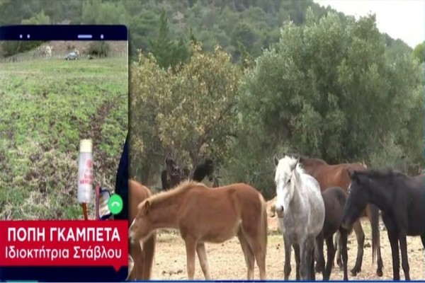 Γρεβενά: «Τεμ@χισαν τα άλογα, τους έκοψαν τα πόδια, την ωμοπλάτη και αφαίρεσαν 750 κιλά κρέας» - Ανατριχιαστική περιγραφή της σφ@γής (Video)