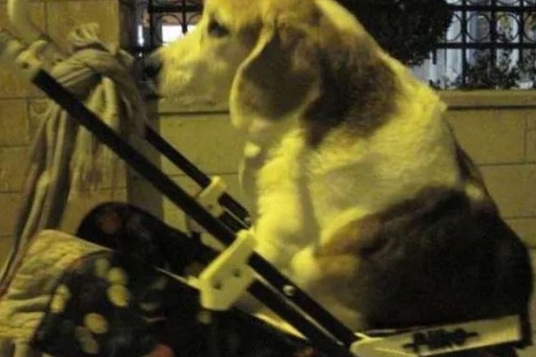 Θεσσαλονίκη: Άντρας κάθε βράδυ παίρνει το καροτσάκι και βγάζει για βόλτα την παράλυτη σκυλίτσα του