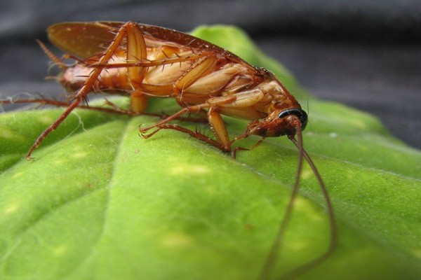 Φυσικό εντομοκτόνο: Διώξτε τις κατσαρίδες για πάντα με 3 δραστικά κόλπα που θα σας βγάλουν ασπροπρόσωπους