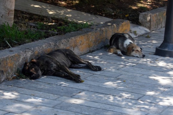 Ραφήνα: Σκυλιά κατασπάραξαν 55χρονη - Εκτός ελέγχου η κατάσταση με τα αδέσποτα (video)