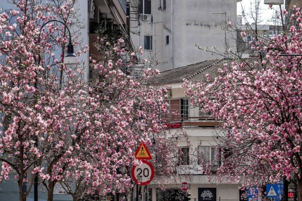 Η Φωτογραφία της Ημέρας: Όμορφή μου Άνοιξη - Οι ανθισμένες μανόλιες στην Λάρισα!