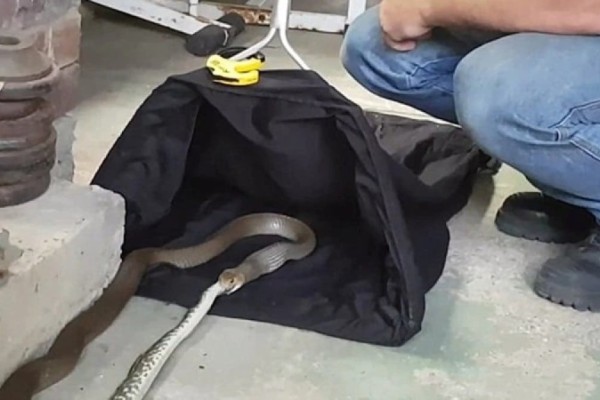 Δηλητηριώδες φίδι καταπίνει ολόκληρο πύθωνα: Κρυφή κάμερα καταγράφει λεπτό προς λεπτό το σοκαριστικό θέαμα (video)