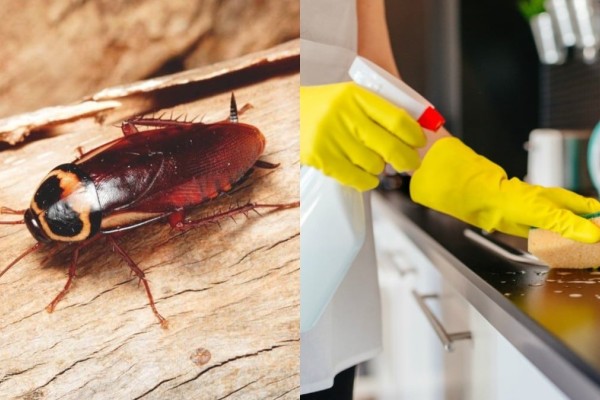 Αντίο «μικρές τερέζες»: To απόλυτο tip για να εξολοθρεύσετε τις κατσαρίδες