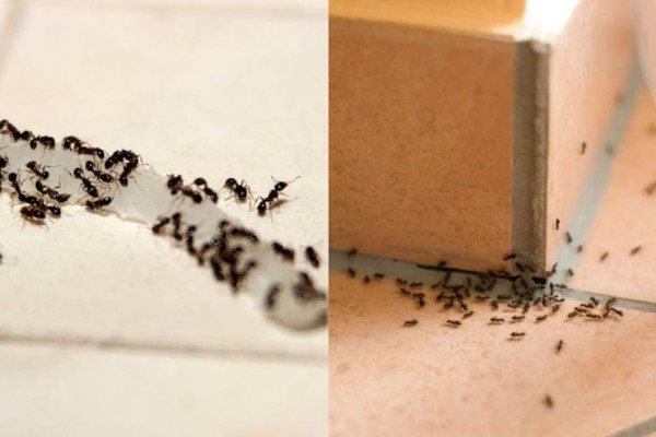 Μυρμήγκια στην κουζίνα: Η δραστική σπιτική «παγίδα» για να διώξετε τα ενοχλητικά έντομα