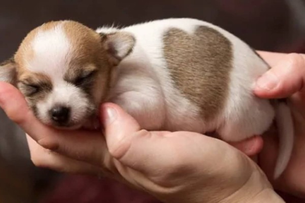 Γλυκό σαν καραμέλα: Σκυλάκι γεννήθηκε με το σημάδι της καρδιάς στο σώμα του και «λιώνει» το διαδίκτυο