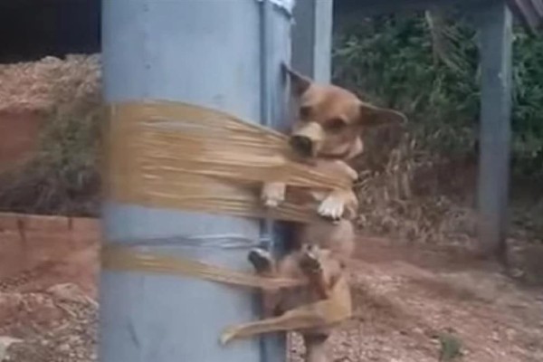 Αίσχος και αποτροπιασμός: Έδεσε σκυλάκι σε κολόνα γιατί έκανε την ανάγκη του στο γκαζόν του (video)