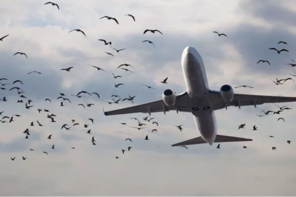 «Θρίλερ» σε πτήση από Αλεξανδρούπολη προς Αθήνα λόγω επίθεσης πουλιών!