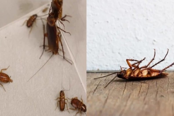 Χαριστική βολή για τις κατσαρίδες: Αν έχετε αυτά στο σπίτι πετάξτε τα αμέσως και θα εξαφανιστούν!