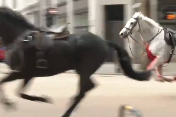 Σκηνές «Φαρ Ουέστ»: Αφηνιασμένα άλογα τρέχουν ελεύθερα στο κέντρο της πόλης - Σπέρνουν τον τρόμο (video)