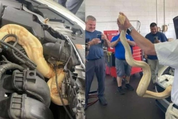 Άνοιξε το καπό του αυτοκινήτου για να εντοπίσει την βλάβη και ήρθε σε τετ α τετ με τεράστιο φίδι (video)