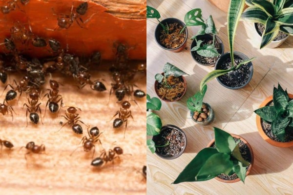 Παρελθόν τα μυρμήγκια: Τα θαυματουργά φυτά που θα τα εξολοθρεύσουν στο πι και φι