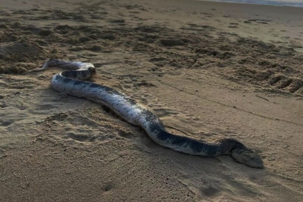 Θρίλερ σε παραλία του Βόλου: Φίδι δάγκωσε γυναίκα μέσα στη θάλασσα!