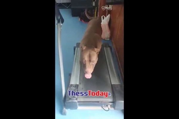 Θεσσαλονίκη: Σκύλος κάνει προπόνηση σε γυμναστήριο - Αχώριστος από το αφεντικό του (photos)