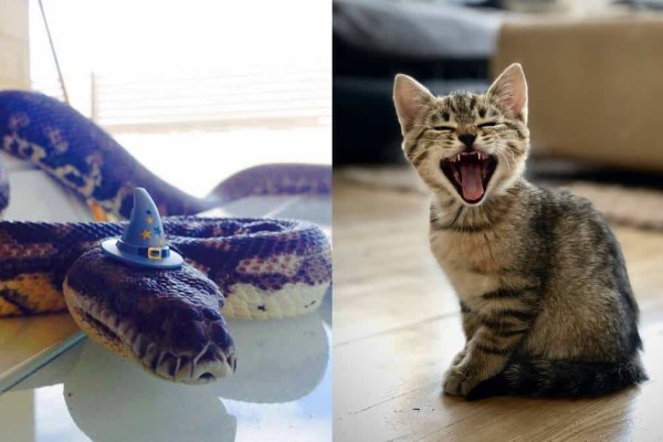 Σκληρό «ντέρμπι»: Γάτα vs Φίδι - Ιδού ο νικητής (video)