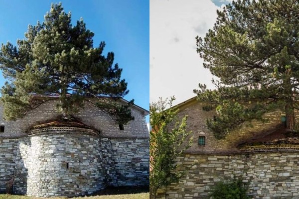Σοκ και δέος: 100 χρονών δέντρο μεγαλώνει μέσα σε εκκλησία στα Γρεβενά