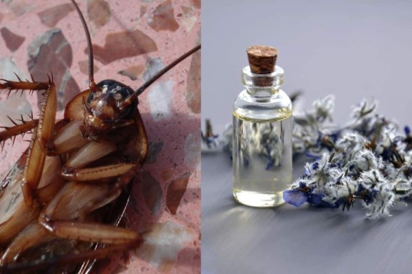 Κατσαρίδες «γιοκ»: Ο Σπύρος Σούλης ξέρει να τις διώχνει με τη δύναμη της φύσης